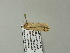  ( - BC ZSM Lep 66052)  @12 [ ] CreativeCommons - Attribution Non-Commercial Share-Alike (2012) Axel Hausmann/Bavarian State Collection of Zoology (ZSM) SNSB, Zoologische Staatssammlung Muenchen