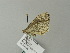  ( - BC ZSM Lep 66365)  @12 [ ] CreativeCommons - Attribution Non-Commercial Share-Alike (2012) Axel Hausmann/Bavarian State Collection of Zoology (ZSM) SNSB, Zoologische Staatssammlung Muenchen