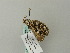  ( - BC ZSM Lep 66375)  @12 [ ] CreativeCommons - Attribution Non-Commercial Share-Alike (2012) Axel Hausmann/Bavarian State Collection of Zoology (ZSM) SNSB, Zoologische Staatssammlung Muenchen