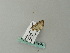  ( - BC ZSM Lep 66383)  @12 [ ] CreativeCommons - Attribution Non-Commercial Share-Alike (2012) Axel Hausmann/Bavarian State Collection of Zoology (ZSM) SNSB, Zoologische Staatssammlung Muenchen