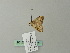  ( - BC ZSM Lep 66384)  @12 [ ] CreativeCommons - Attribution Non-Commercial Share-Alike (2012) Axel Hausmann/Bavarian State Collection of Zoology (ZSM) SNSB, Zoologische Staatssammlung Muenchen