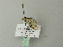  ( - BC ZSM Lep 66387)  @12 [ ] CreativeCommons - Attribution Non-Commercial Share-Alike (2012) Axel Hausmann/Bavarian State Collection of Zoology (ZSM) SNSB, Zoologische Staatssammlung Muenchen
