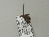  ( - BC ZSM Lep 66459)  @12 [ ] CreativeCommons - Attribution Non-Commercial Share-Alike (2012) Axel Hausmann/Bavarian State Collection of Zoology (ZSM) SNSB, Zoologische Staatssammlung Muenchen