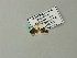  ( - BC ZSM Lep 66492)  @12 [ ] CreativeCommons - Attribution Non-Commercial Share-Alike (2012) Axel Hausmann/Bavarian State Collection of Zoology (ZSM) SNSB, Zoologische Staatssammlung Muenchen
