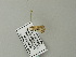  ( - BC ZSM Lep 66493)  @12 [ ] CreativeCommons - Attribution Non-Commercial Share-Alike (2012) Axel Hausmann/Bavarian State Collection of Zoology (ZSM) SNSB, Zoologische Staatssammlung Muenchen