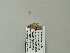  ( - BC ZSM Lep 66510)  @12 [ ] CreativeCommons - Attribution Non-Commercial Share-Alike (2012) Axel Hausmann/Bavarian State Collection of Zoology (ZSM) SNSB, Zoologische Staatssammlung Muenchen