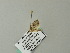  ( - BC ZSM Lep 66513)  @12 [ ] CreativeCommons - Attribution Non-Commercial Share-Alike (2012) Axel Hausmann/Bavarian State Collection of Zoology (ZSM) SNSB, Zoologische Staatssammlung Muenchen