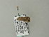  ( - BC ZSM Lep 66534)  @12 [ ] CreativeCommons - Attribution Non-Commercial Share-Alike (2012) Axel Hausmann/Bavarian State Collection of Zoology (ZSM) SNSB, Zoologische Staatssammlung Muenchen