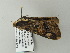  ( - BC ZSM Lep 66539)  @12 [ ] CreativeCommons - Attribution Non-Commercial Share-Alike (2012) Axel Hausmann/Bavarian State Collection of Zoology (ZSM) SNSB, Zoologische Staatssammlung Muenchen