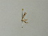  ( - BC ZSM Lep 66559)  @12 [ ] CreativeCommons - Attribution Non-Commercial Share-Alike (2012) Axel Hausmann/Bavarian State Collection of Zoology (ZSM) SNSB, Zoologische Staatssammlung Muenchen