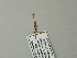  ( - BC ZSM Lep 66561)  @12 [ ] CreativeCommons - Attribution Non-Commercial Share-Alike (2012) Axel Hausmann/Bavarian State Collection of Zoology (ZSM) SNSB, Zoologische Staatssammlung Muenchen