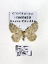  ( - GF Lep 0034)  @12 [ ] Copyright (2012) Axel Hausmann/Bavarian State Collection of Zoology (ZSM) SNSB, Zoologische Staatssammlung Muenchen