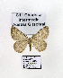  ( - GF Lep 0035)  @12 [ ] Copyright (2012) Axel Hausmann/Bavarian State Collection of Zoology (ZSM) SNSB, Zoologische Staatssammlung Muenchen
