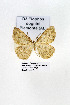  ( - GF Lep 0039)  @12 [ ] Copyright (2012) Axel Hausmann/Bavarian State Collection of Zoology (ZSM) SNSB, Zoologische Staatssammlung Muenchen