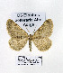  ( - GF Lep 0042)  @13 [ ] Copyright (2012) Axel Hausmann/Bavarian State Collection of Zoology (ZSM) SNSB, Zoologische Staatssammlung Muenchen