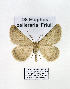  ( - GF Lep 0044)  @13 [ ] Copyright (2012) Axel Hausmann/Bavarian State Collection of Zoology (ZSM) SNSB, Zoologische Staatssammlung Muenchen