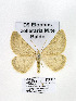  ( - GF Lep 0045)  @12 [ ] Copyright (2012) Axel Hausmann/Bavarian State Collection of Zoology (ZSM) SNSB, Zoologische Staatssammlung Muenchen