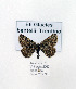  ( - GF Lep 0054)  @13 [ ] Copyright (2012) Axel Hausmann/Bavarian State Collection of Zoology (ZSM) SNSB, Zoologische Staatssammlung Muenchen