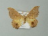  (Patalene AH02Pe - BC ZSM Lep 61996)  @13 [ ] CreativeCommons - Attribution Non-Commercial Share-Alike (2012) Axel Hausmann/Bavarian State Collection of Zoology (ZSM) SNSB, Zoologische Staatssammlung Muenchen