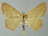  (Sabulodes AH01Pe - BC ZSM Lep 61999)  @13 [ ] CreativeCommons - Attribution Non-Commercial Share-Alike (2012) Axel Hausmann/Bavarian State Collection of Zoology (ZSM) SNSB, Zoologische Staatssammlung Muenchen