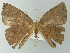  (Oxydia AH01Pe - BC ZSM Lep 62052)  @13 [ ] CreativeCommons - Attribution Non-Commercial Share-Alike (2012) Axel Hausmann/Bavarian State Collection of Zoology (ZSM) SNSB, Zoologische Staatssammlung Muenchen