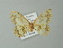  (Trygodes AH03Pe - BC ZSM Lep 62055)  @12 [ ] CreativeCommons - Attribution Non-Commercial Share-Alike (2012) Axel Hausmann/Bavarian State Collection of Zoology (ZSM) SNSB, Zoologische Staatssammlung Muenchen