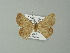  ( - BC ZSM Lep 62059)  @11 [ ] CreativeCommons - Attribution Non-Commercial Share-Alike (2012) Axel Hausmann/Bavarian State Collection of Zoology (ZSM) SNSB, Zoologische Staatssammlung Muenchen