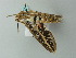 ( - BC ZSM Lep 63121)  @12 [ ] CreativeCommons - Attribution Non-Commercial Share-Alike (2012) Axel Hausmann/Bavarian State Collection of Zoology (ZSM) SNSB, Zoologische Staatssammlung Muenchen