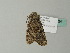  ( - BC ZSM Lep 63324)  @12 [ ] CreativeCommons - Attribution Non-Commercial Share-Alike (2012) Axel Hausmann/Bavarian State Collection of Zoology (ZSM) SNSB, Zoologische Staatssammlung Muenchen