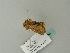  ( - BC ZSM Lep 63334)  @12 [ ] CreativeCommons - Attribution Non-Commercial Share-Alike (2012) Axel Hausmann/Bavarian State Collection of Zoology (ZSM) SNSB, Zoologische Staatssammlung Muenchen