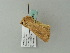  ( - BC ZSM Lep 63342)  @12 [ ] CreativeCommons - Attribution Non-Commercial Share-Alike (2012) Axel Hausmann/Bavarian State Collection of Zoology (ZSM) SNSB, Zoologische Staatssammlung Muenchen