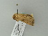  ( - BC ZSM Lep 63343)  @13 [ ] CreativeCommons - Attribution Non-Commercial Share-Alike (2012) Axel Hausmann/Bavarian State Collection of Zoology (ZSM) SNSB, Zoologische Staatssammlung Muenchen