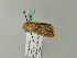  ( - BC ZSM Lep 63351)  @12 [ ] CreativeCommons - Attribution Non-Commercial Share-Alike (2012) Axel Hausmann/Bavarian State Collection of Zoology (ZSM) SNSB, Zoologische Staatssammlung Muenchen