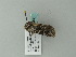  ( - BC ZSM Lep 63368)  @12 [ ] CreativeCommons - Attribution Non-Commercial Share-Alike (2012) Axel Hausmann/Bavarian State Collection of Zoology (ZSM) SNSB, Zoologische Staatssammlung Muenchen