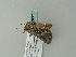  ( - BC ZSM Lep 63371)  @12 [ ] CreativeCommons - Attribution Non-Commercial Share-Alike (2012) Axel Hausmann/Bavarian State Collection of Zoology (ZSM) SNSB, Zoologische Staatssammlung Muenchen