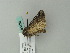  ( - BC ZSM Lep 63376)  @13 [ ] CreativeCommons - Attribution Non-Commercial Share-Alike (2012) Axel Hausmann/Bavarian State Collection of Zoology (ZSM) SNSB, Zoologische Staatssammlung Muenchen