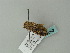  ( - BC ZSM Lep 63382)  @13 [ ] CreativeCommons - Attribution Non-Commercial Share-Alike (2012) Axel Hausmann/Bavarian State Collection of Zoology (ZSM) SNSB, Zoologische Staatssammlung Muenchen