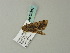  ( - BC ZSM Lep 63384)  @13 [ ] CreativeCommons - Attribution Non-Commercial Share-Alike (2012) Axel Hausmann/Bavarian State Collection of Zoology (ZSM) SNSB, Zoologische Staatssammlung Muenchen