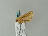  ( - BC ZSM Lep 63400)  @13 [ ] CreativeCommons - Attribution Non-Commercial Share-Alike (2012) Axel Hausmann/Bavarian State Collection of Zoology (ZSM) SNSB, Zoologische Staatssammlung Muenchen