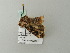 ( - BC ZSM Lep 64751)  @12 [ ] CreativeCommons - Attribution Non-Commercial Share-Alike (2012) Axel Hausmann/Bavarian State Collection of Zoology (ZSM) SNSB, Zoologische Staatssammlung Muenchen