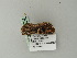  ( - BC ZSM Lep 64752)  @12 [ ] CreativeCommons - Attribution Non-Commercial Share-Alike (2012) Axel Hausmann/Bavarian State Collection of Zoology (ZSM) SNSB, Zoologische Staatssammlung Muenchen