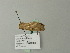  ( - BC ZSM Lep 64767)  @13 [ ] CreativeCommons - Attribution Non-Commercial Share-Alike (2012) Axel Hausmann/Bavarian State Collection of Zoology (ZSM) SNSB, Zoologische Staatssammlung Muenchen