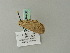  ( - BC ZSM Lep 64768)  @13 [ ] CreativeCommons - Attribution Non-Commercial Share-Alike (2012) Axel Hausmann/Bavarian State Collection of Zoology (ZSM) SNSB, Zoologische Staatssammlung Muenchen