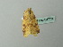  ( - BC ZSM Lep 64770)  @13 [ ] CreativeCommons - Attribution Non-Commercial Share-Alike (2012) Axel Hausmann/Bavarian State Collection of Zoology (ZSM) SNSB, Zoologische Staatssammlung Muenchen