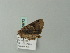  ( - BC ZSM Lep 64772)  @11 [ ] CreativeCommons - Attribution Non-Commercial Share-Alike (2012) Axel Hausmann/Bavarian State Collection of Zoology (ZSM) SNSB, Zoologische Staatssammlung Muenchen