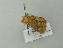  ( - BC ZSM Lep 64790)  @12 [ ] CreativeCommons - Attribution Non-Commercial Share-Alike (2012) Axel Hausmann/Bavarian State Collection of Zoology (ZSM) SNSB, Zoologische Staatssammlung Muenchen