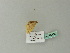  ( - BC ZSM Lep 66658)  @12 [ ] CreativeCommons - Attribution Non-Commercial Share-Alike (2012) Axel Hausmann/Bavarian State Collection of Zoology (ZSM) SNSB, Zoologische Staatssammlung Muenchen
