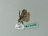  ( - BC ZSM Lep 66685)  @12 [ ] CreativeCommons - Attribution Non-Commercial Share-Alike (2012) Axel Hausmann/Bavarian State Collection of Zoology (ZSM) SNSB, Zoologische Staatssammlung Muenchen