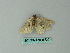  ( - BC ZSM Lep 66720)  @12 [ ] CreativeCommons - Attribution Non-Commercial Share-Alike (2012) Axel Hausmann/Bavarian State Collection of Zoology (ZSM) SNSB, Zoologische Staatssammlung Muenchen