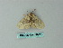  ( - BC ZSM Lep 66721)  @13 [ ] CreativeCommons - Attribution Non-Commercial Share-Alike (2012) Axel Hausmann/Bavarian State Collection of Zoology (ZSM) SNSB, Zoologische Staatssammlung Muenchen